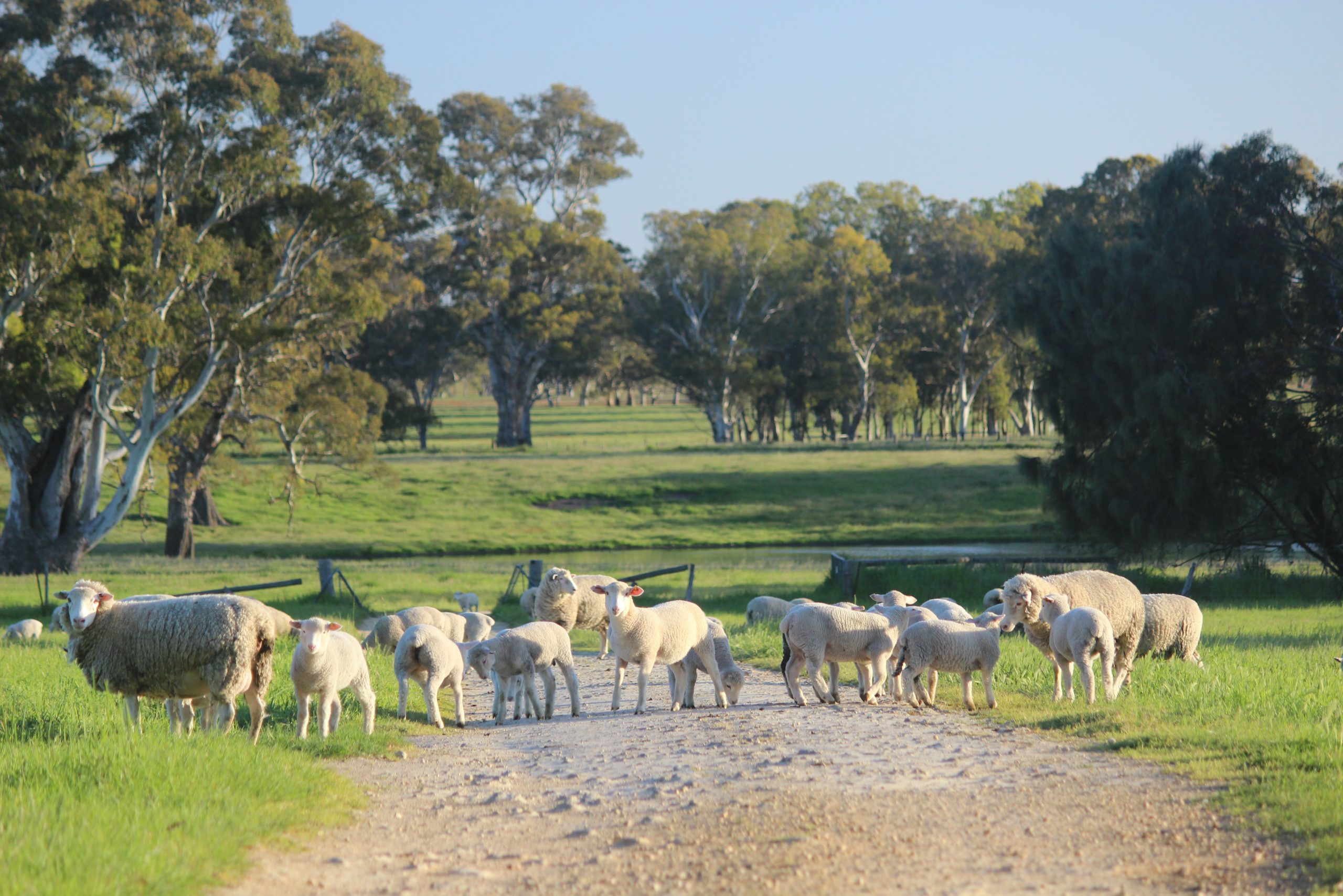 Farmers urged to “pledge a lamb” to support #SaveOurSoils campaign
